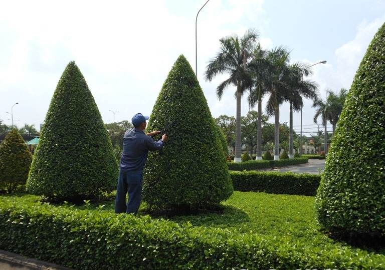Dịch vụ cắt tỉa cây cảnh tại Quảng Ngãi