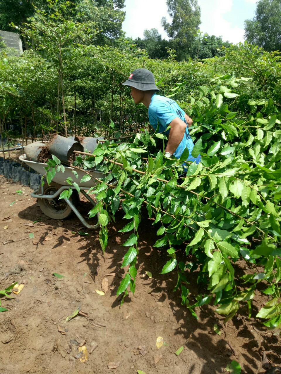 Vườn ươm cây xanh tại Quảng Ngãi