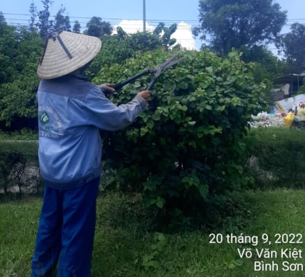 chăm sóc, bảo dưỡng cây xanh tại Tâm Việt