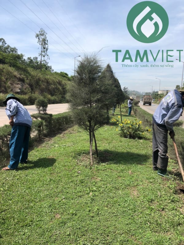 Dịch vụ chăm sóc, bảo dưỡng cây xanh tại Tâm Việt