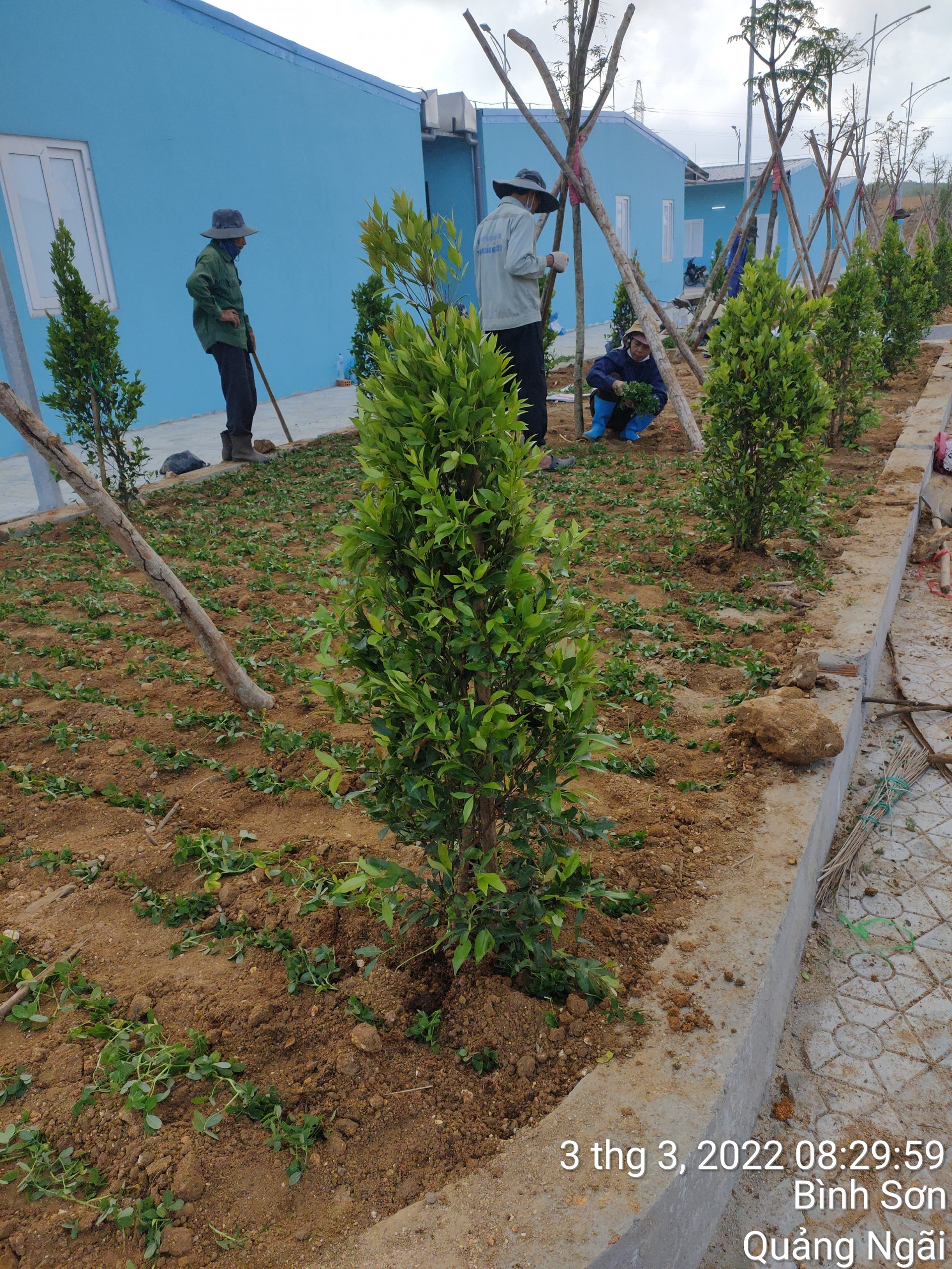 Dịch vụ cắt tỉa cây cảnh tại Tâm Việt