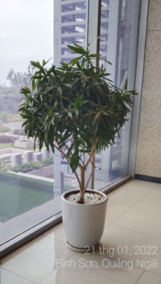 Thi công cây xanh văn phòng tại Quảng Ngãi