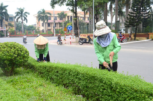 Chăm sóc cây xanh trên đường tại Quảng Ngãi