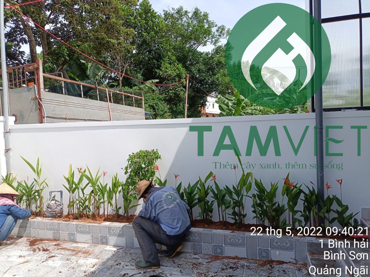 Dịch vụ chăm sóc cây tại nhà của Tâm Việt
