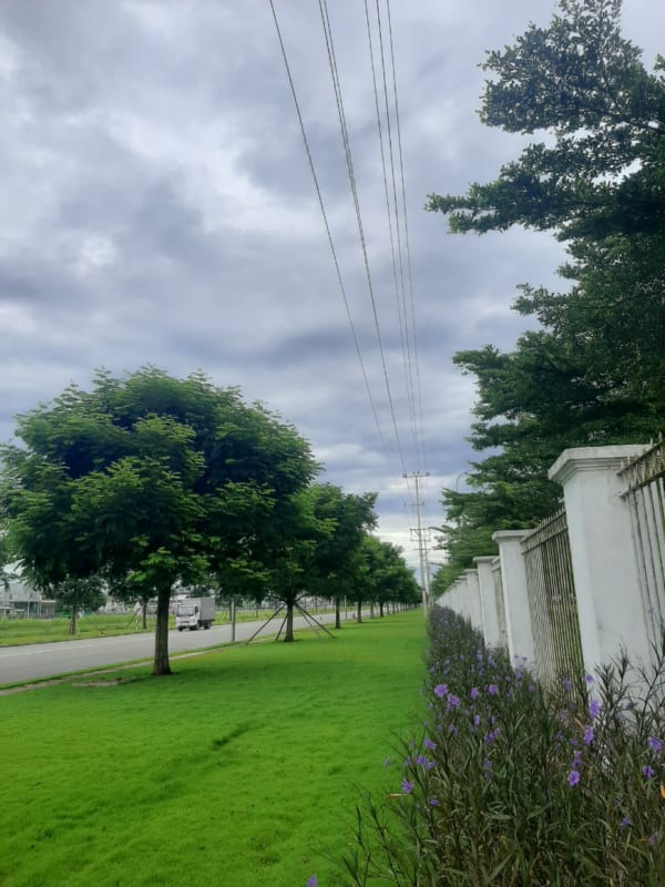 Dịch vụ chăm sóc cây xanh tại VSIP Quảng Ngãi – Giải pháp tối ưu cho không gian xanh