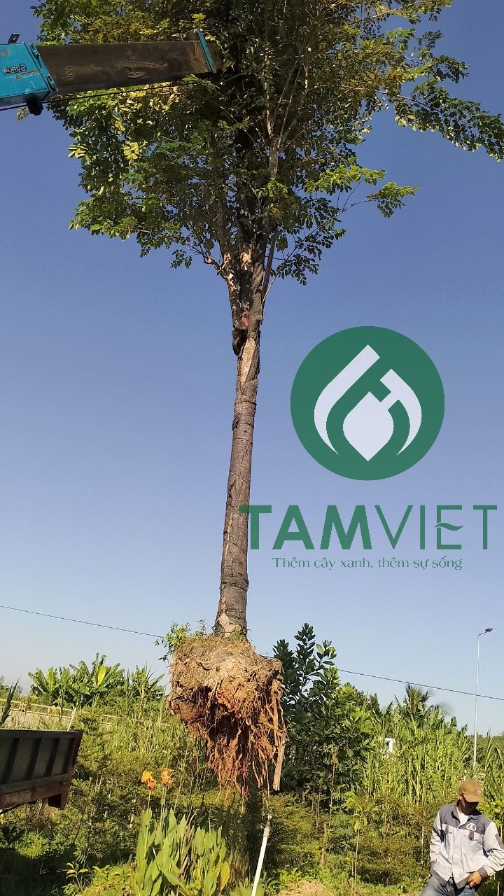 Dịch vụ trồng cây tại Tâm Việt