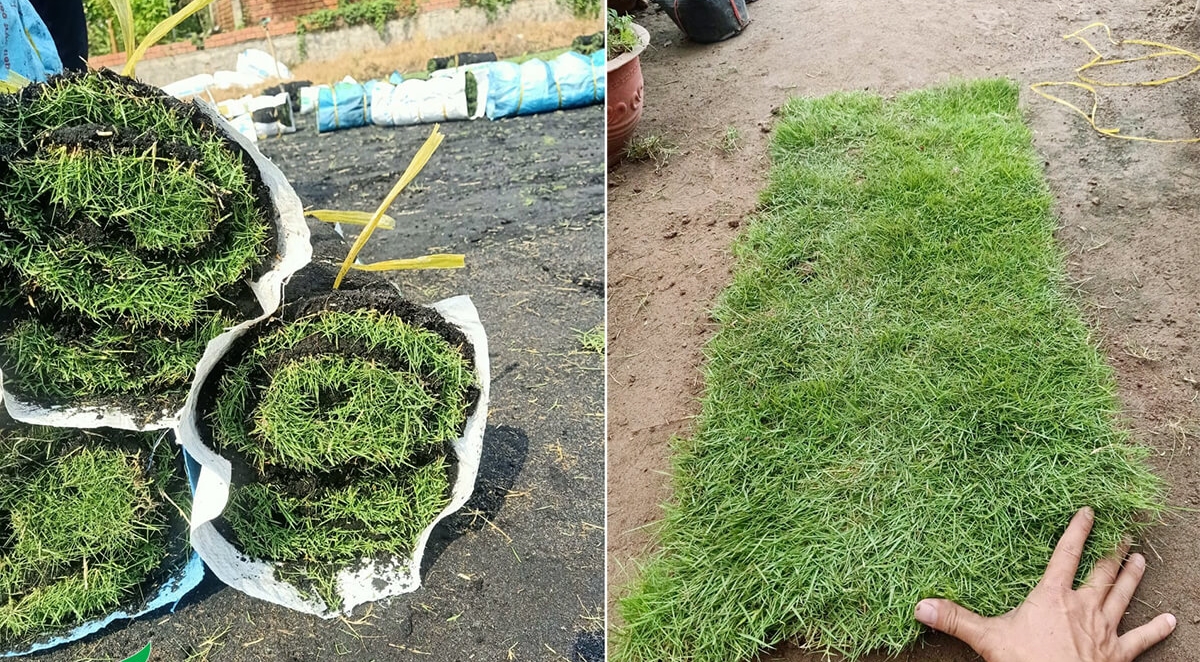 Cung cấp cỏ nhung tại Quảng Ngãi