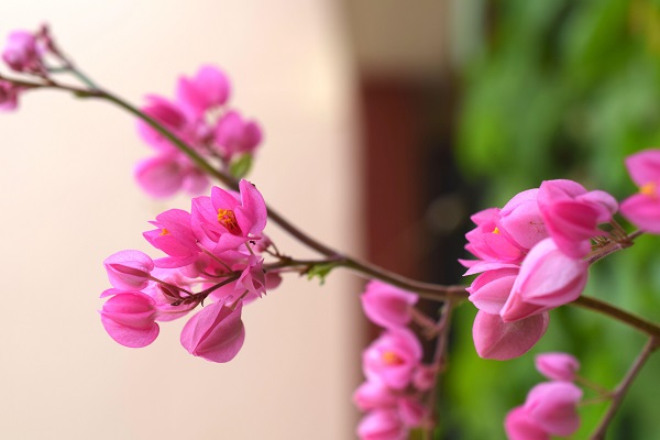 Cung cấp cây hoa tigon tại Quảng Ngãi