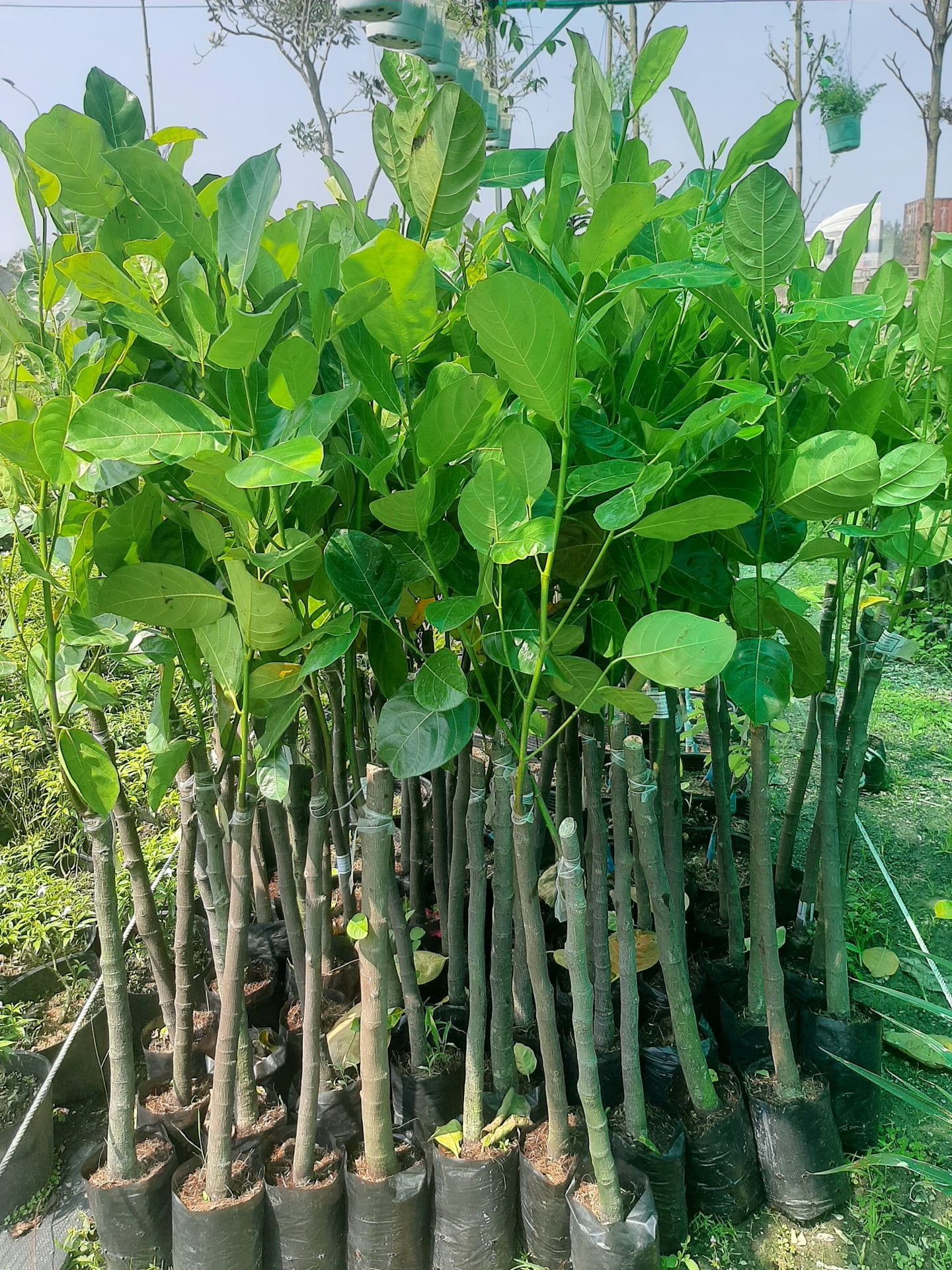 Hình ảnh cây Mít Thái Siêu Sớm tại Tâm Việt