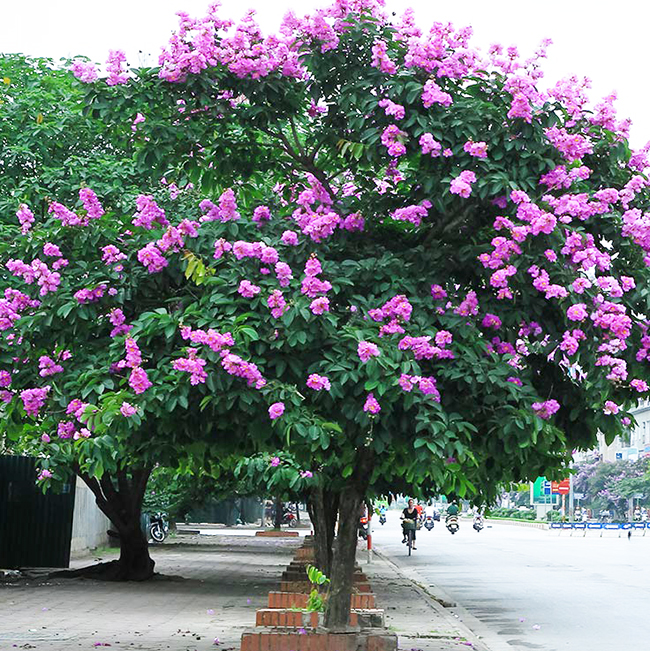 Cung cấp cây bằng lăng tím tại Quảng Ngãi