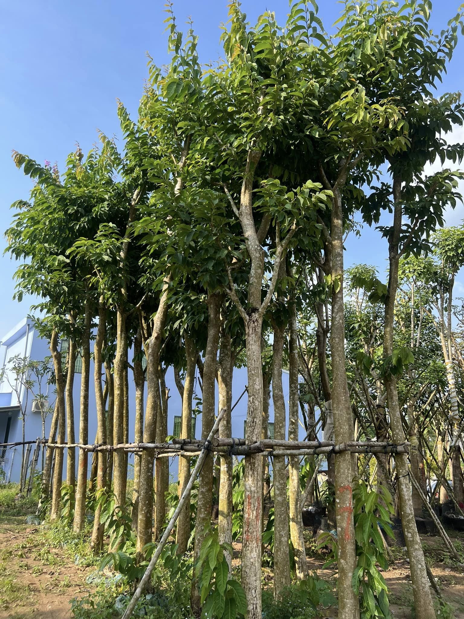 Cung cấp cây bằng lăng tím tại Quảng Ngãi