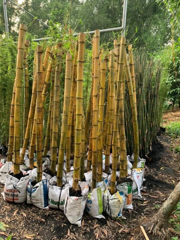 Cung cấp trúc cảnh tại Quảng Ngãi