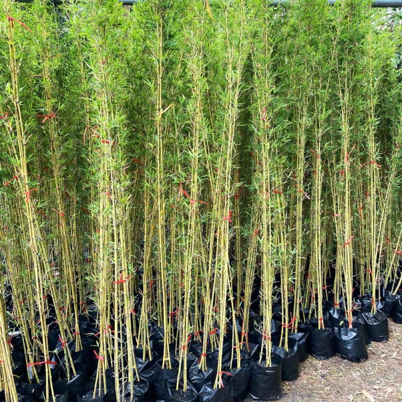 Cung cấp trúc cảnh tại Quảng Ngãi