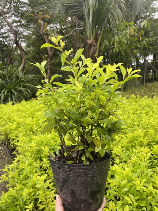 Cung cấp số lượng lớn chuỗi ngọc giá trẻ tại Quảng Ngãi