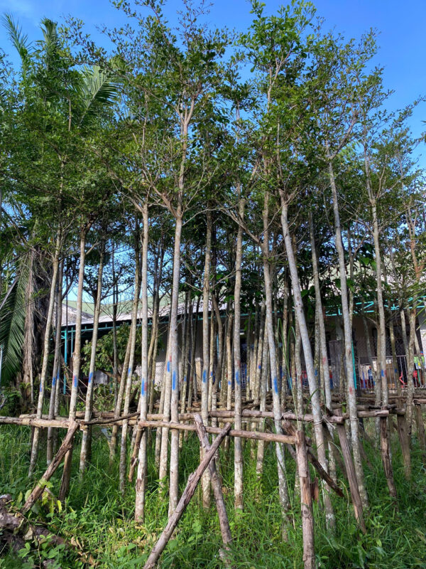 Bàng Đài Loan Lựa Chọn Hoàn Hảo Cho Cảnh Quan Xanh