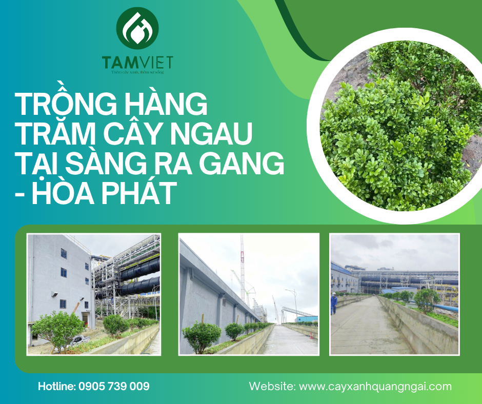 CÔNG TY CÂY XANH TÂM VIỆT TRỒNG HÀNG TRĂM CÂY NGAU TẠI SÀNG RA GANG - HÒA PHÁT