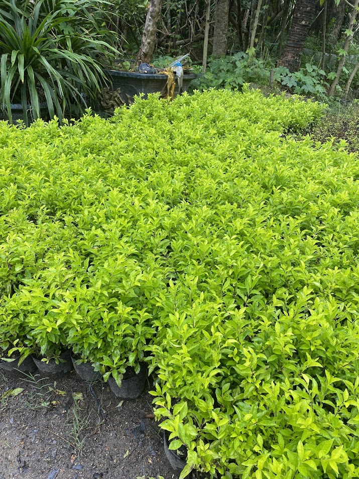 Cung cấp số lượng lớn chuỗi ngọc giá trẻ tại Quảng Ngãi