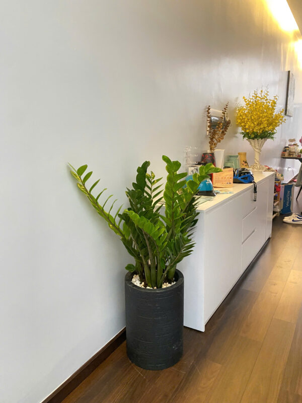 Những loại cây xanh nên để trong văn phòng công ty