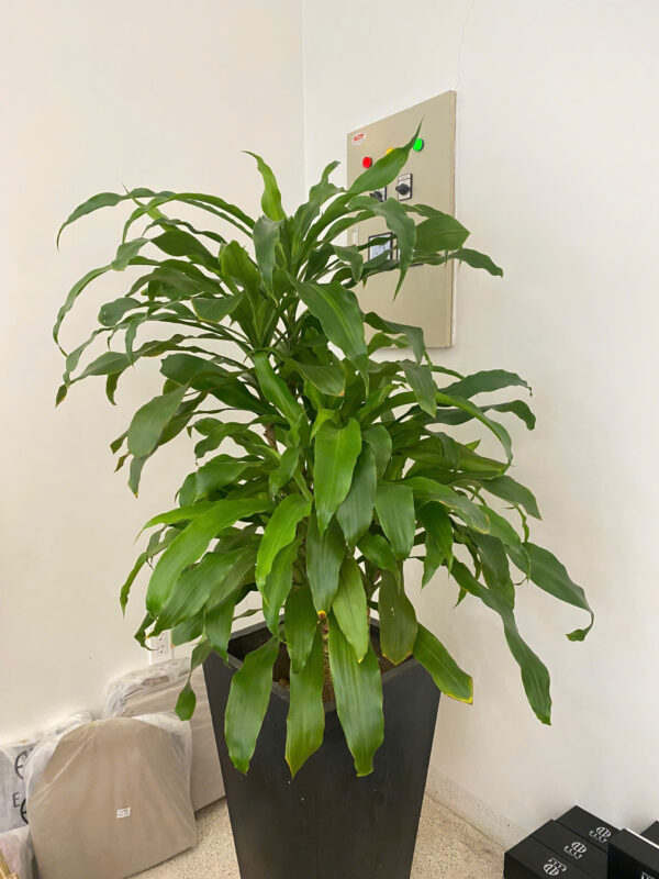 Cây phong thủy văn phòng Quảng Ngãi