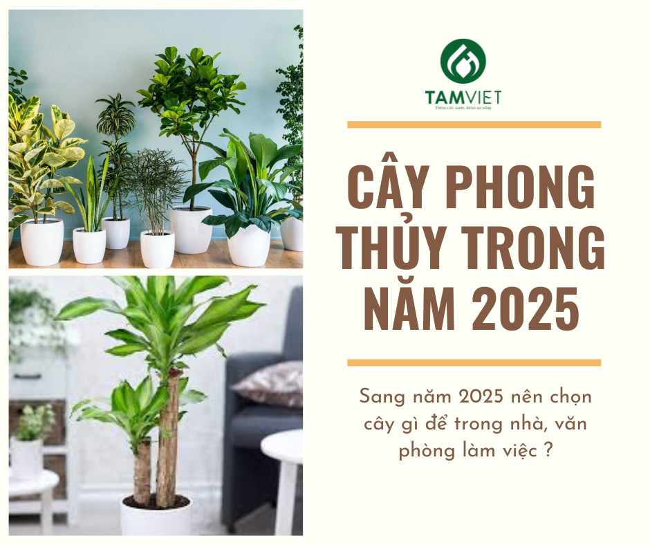 Những loại cây phong thủy mang lại may mắn và tài lộc cho năm 2025