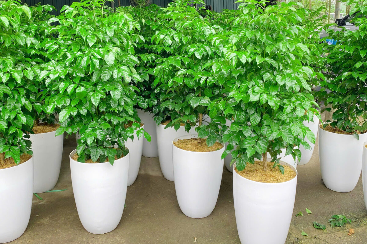 Cung cấp cây hạnh phúc tại Quảng Ngãi