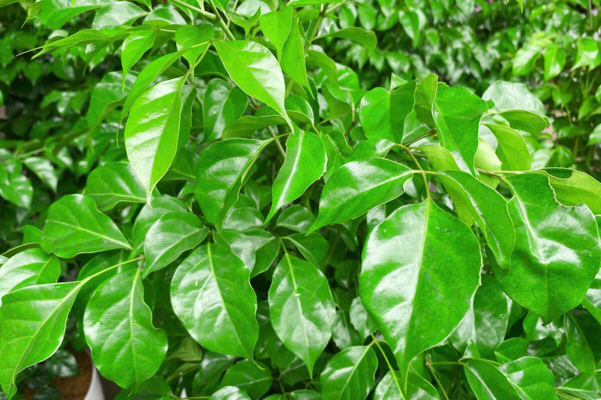 Cung cấp cây hạnh phúc tại Quảng Ngãi