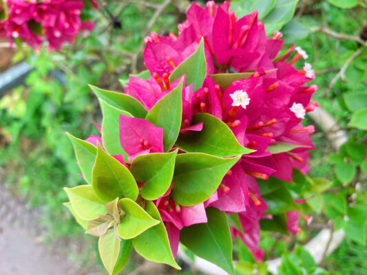 Cung Cấp Hoa Giấy Tại Quảng Ngãi