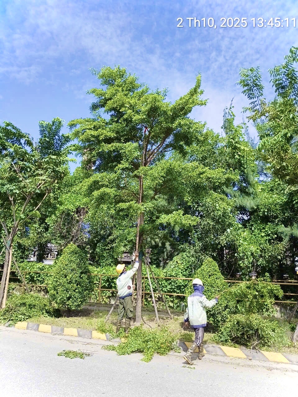 Bảo dưỡng cảnh quan là quy trình chăm sóc cây xanh được thiết kế khoa học, đảm bảo cây khỏe mạnh và thẩm mỹ.