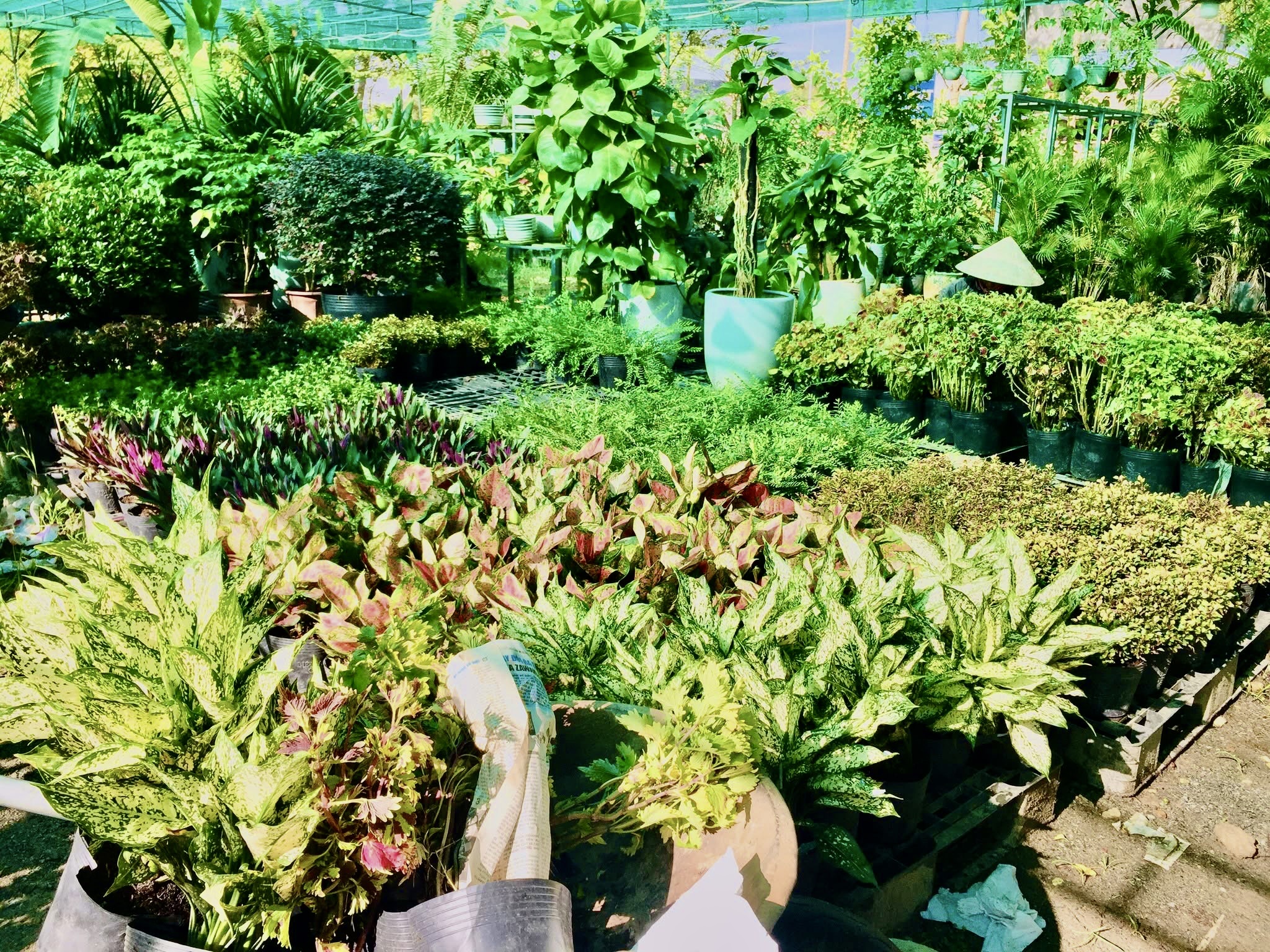 Quy trình thuần dưỡng chuyên nghiệp từ Tâm Việt giúp nâng cao tối đa tỉ lệ sống của cây.