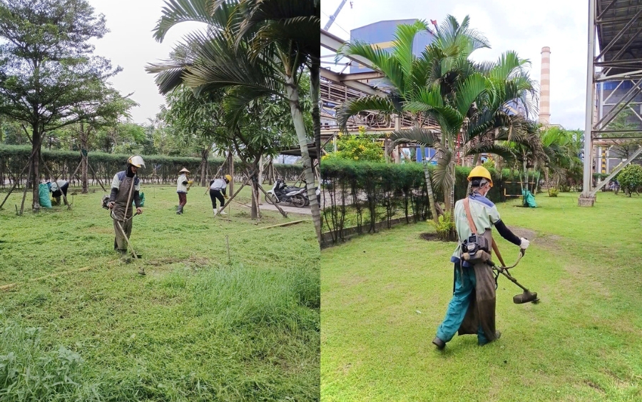 Chăm sóc thảm cỏ và cây viền