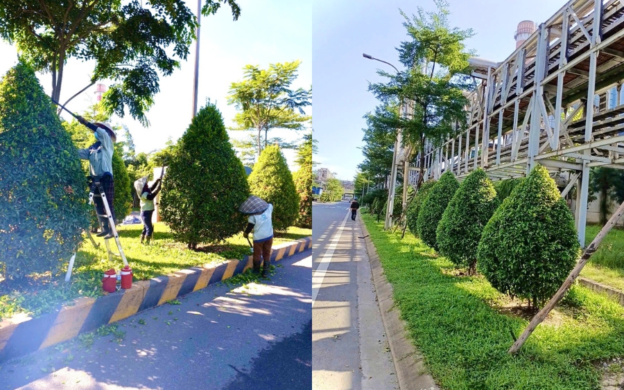 Chăm sóc cây xanh giúp làm đẹp và tạo không gian thư giãn dễ chịu