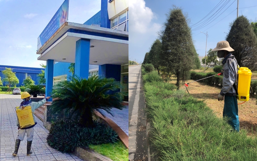 Kiểm tra và xử lý sâu bệnh