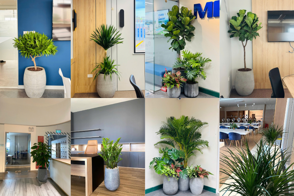 Dịch vụ cho thuê cây cảnh đảm bảo cây xanh giữ được tính thẩm mỹ, bố trí linh hoạt, giảm áp lực chi phí ban đầu