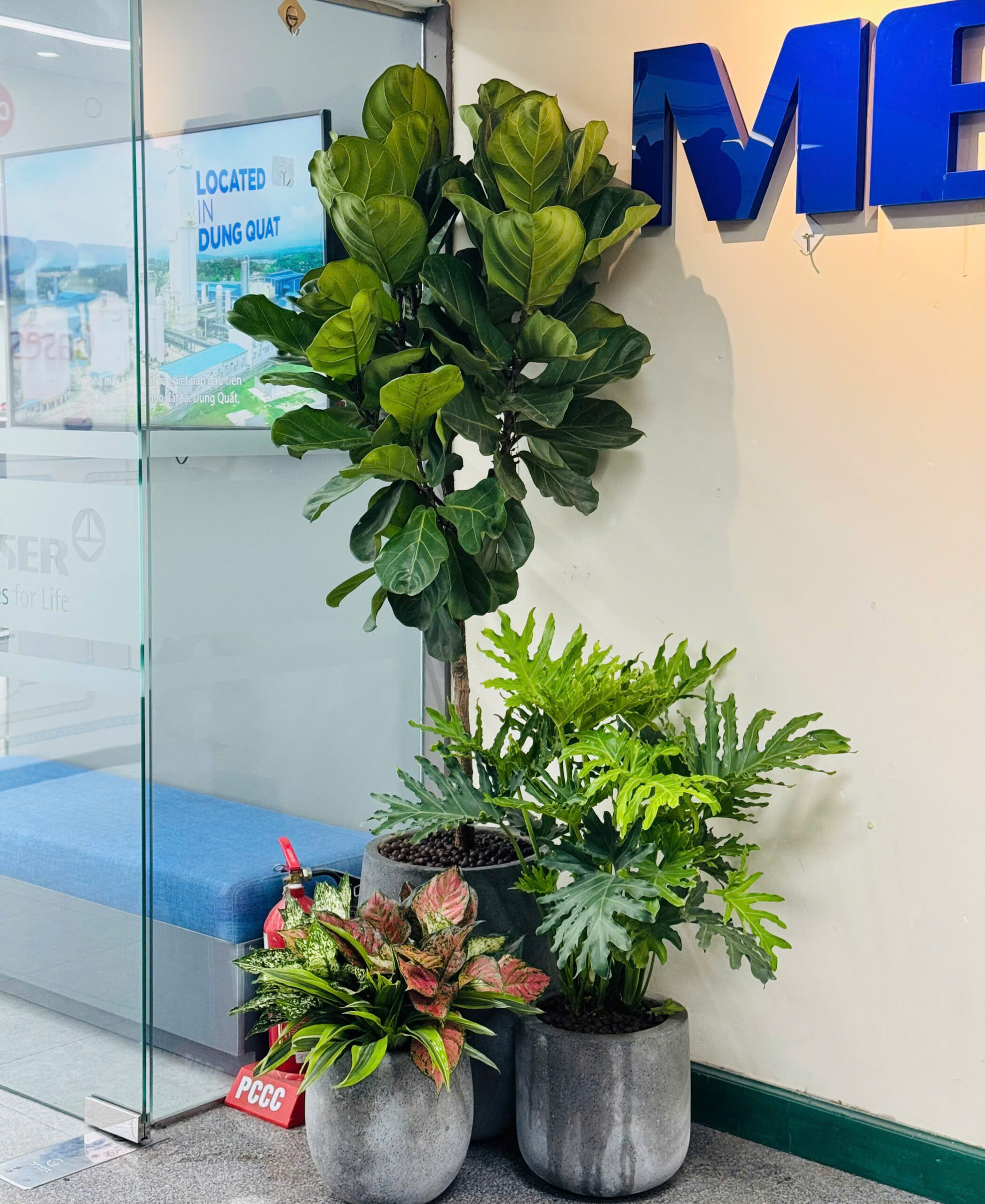 Tâm Việt cung cấp dịch vụ cây xanh đa dạng, đáp ứng trọn vẹn nhu cầu về cảnh quan cho doanh nghiệp, công trình và khu dân cư