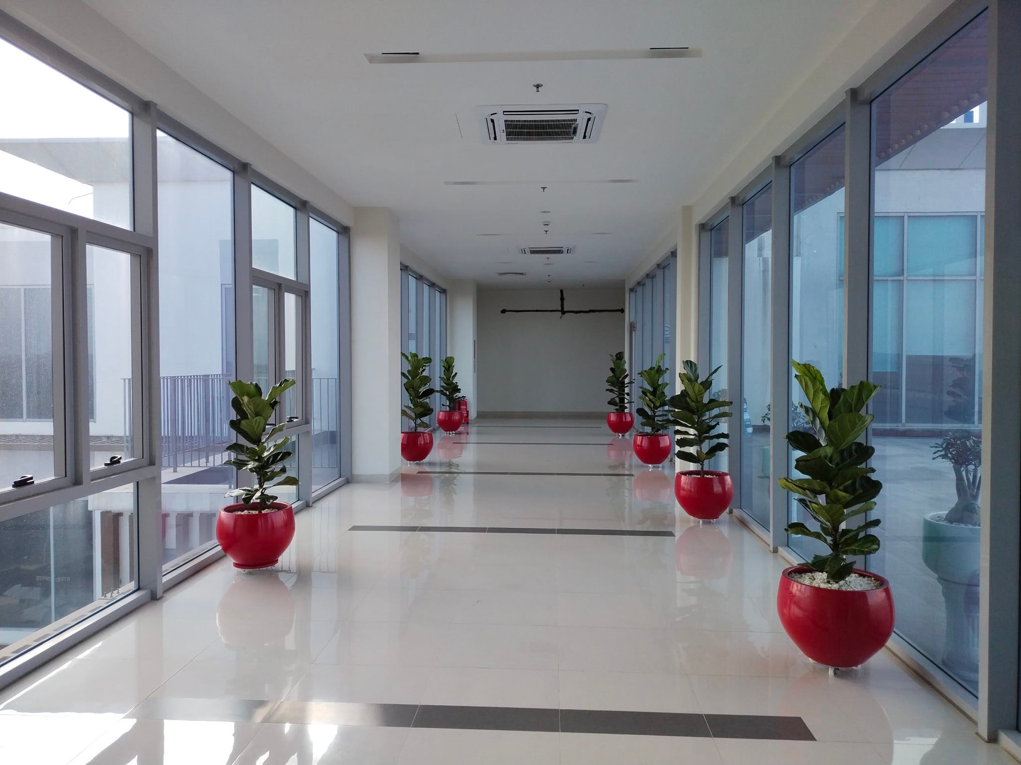 Dịch vụ cho thuê cây cảnh đảm bảo cây xanh giữ được tính thẩm mỹ, bố trí linh hoạt, giảm áp lực chi phí ban đầu