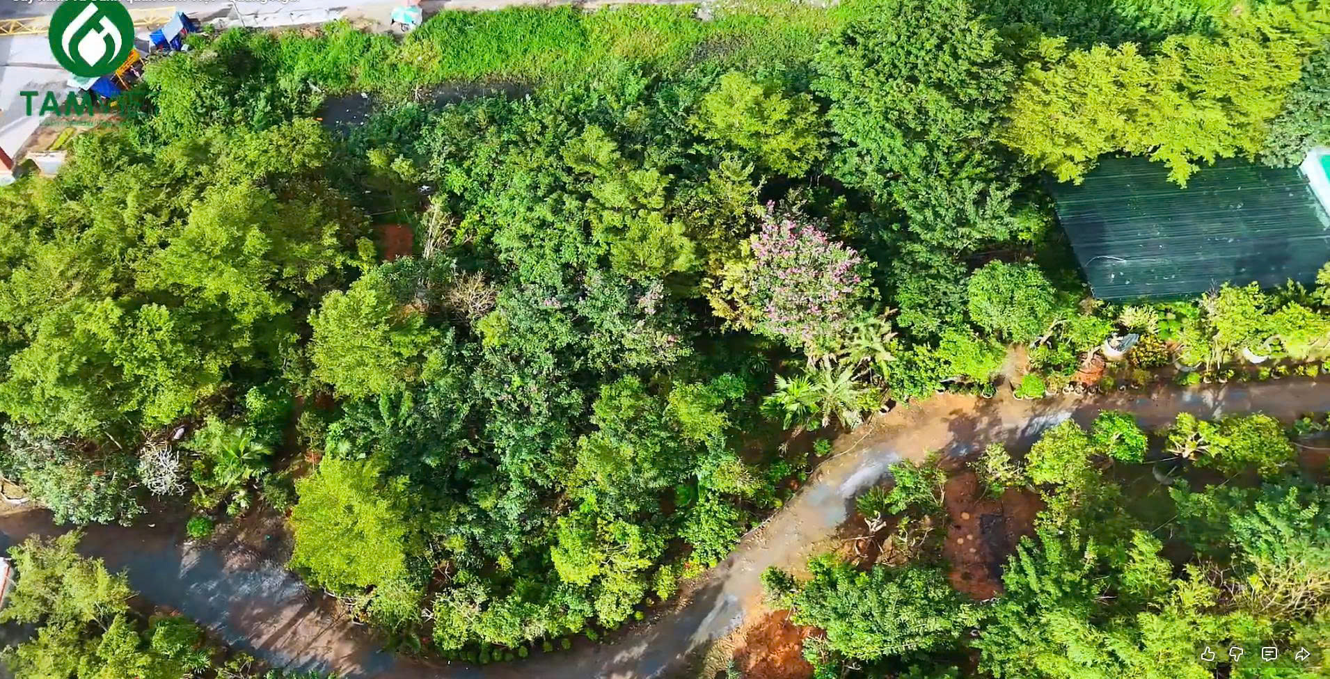 Tâm Việt sở hữu nguồn cây được ươm và thuần dưỡng trực tiếp tại vườn