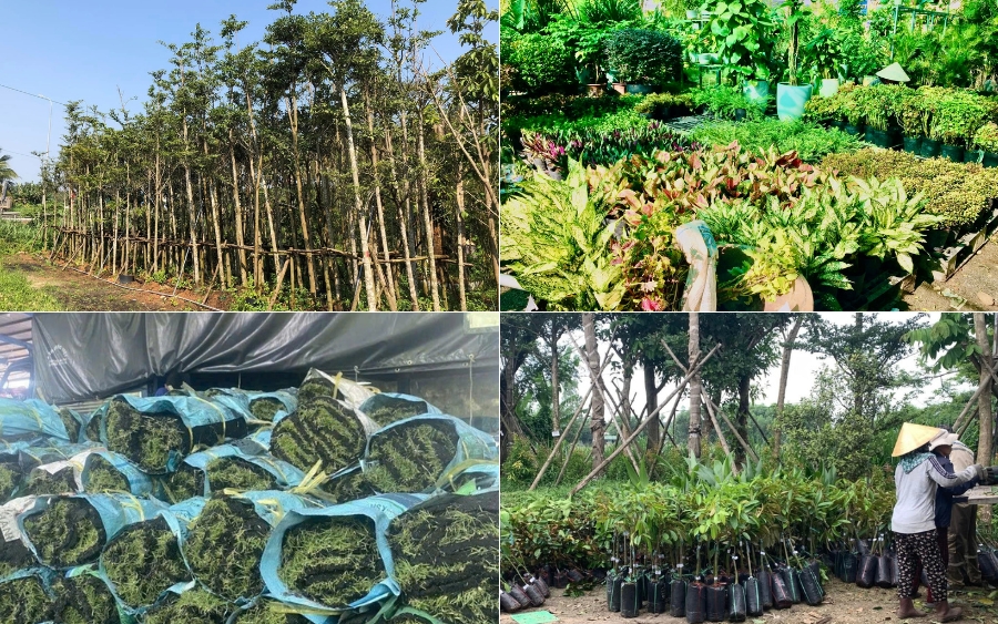 Cây xanh Tâm Việt cung cấp đa dạng các loại cây nội - ngoại thất