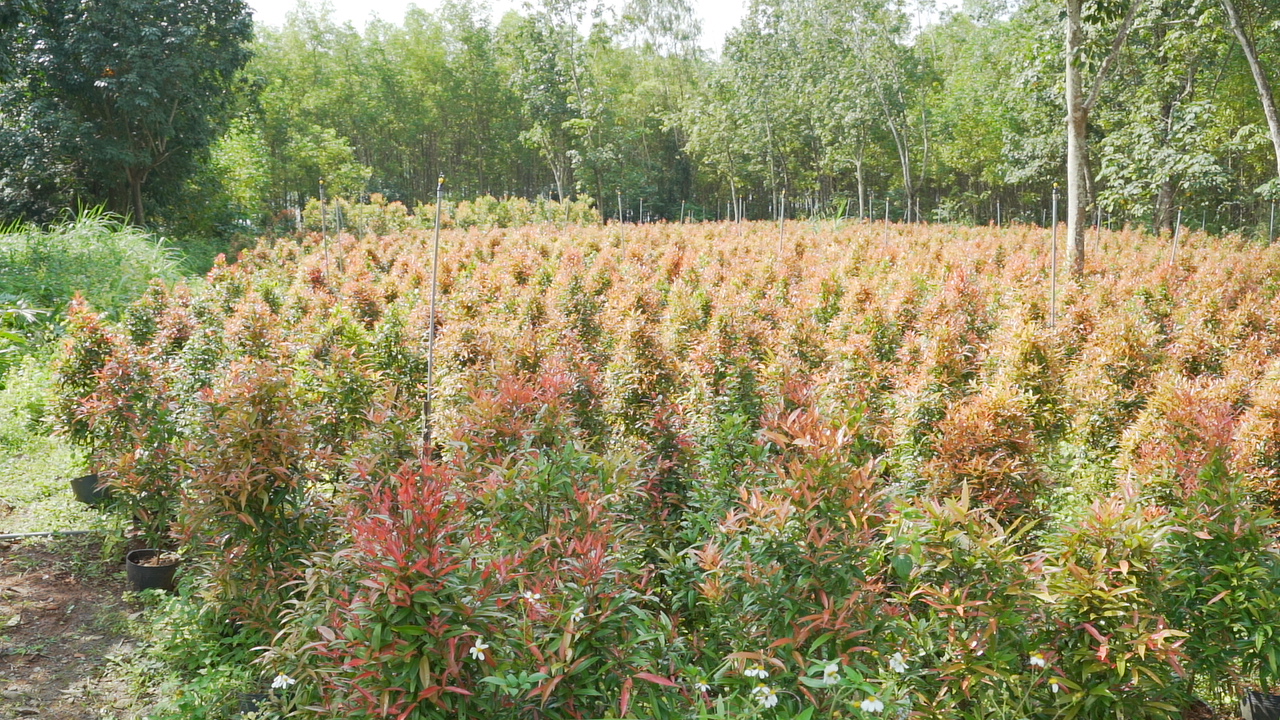 Tâm Việt cung cấp cây công trình với số lượng lớn