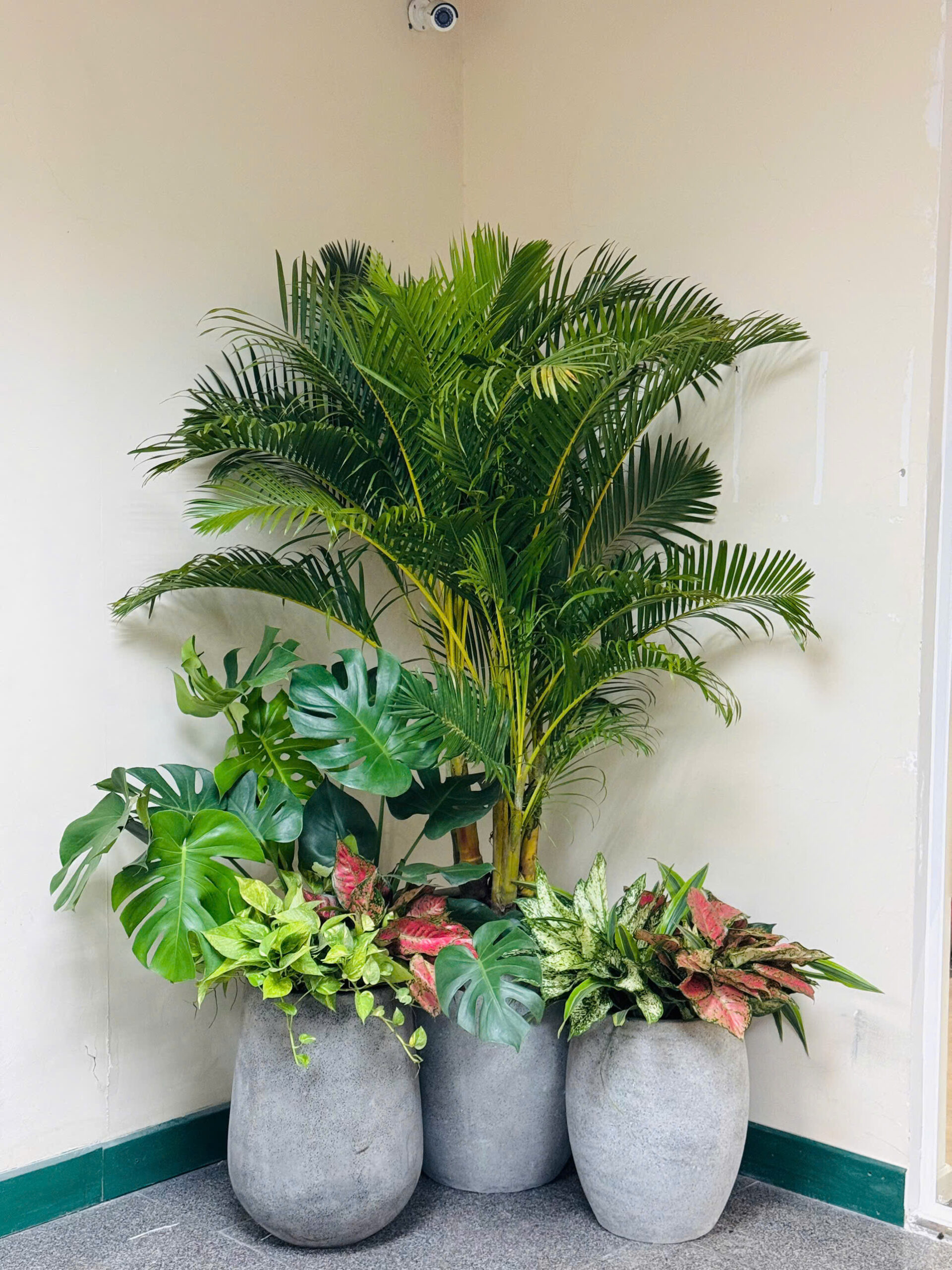 Cây xanh Tâm Việt - Đơn vị cung cấp cây xanh uy tín tại Quảng Ngãi