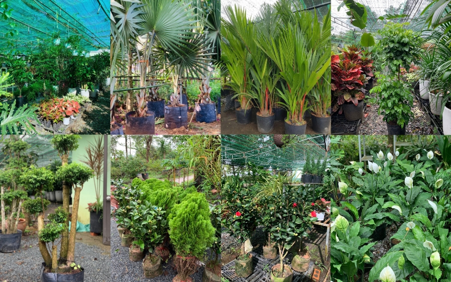 Cây xanh Tâm Việt sở hữu vườn ươm tự chủ hơn 6,5 hecta