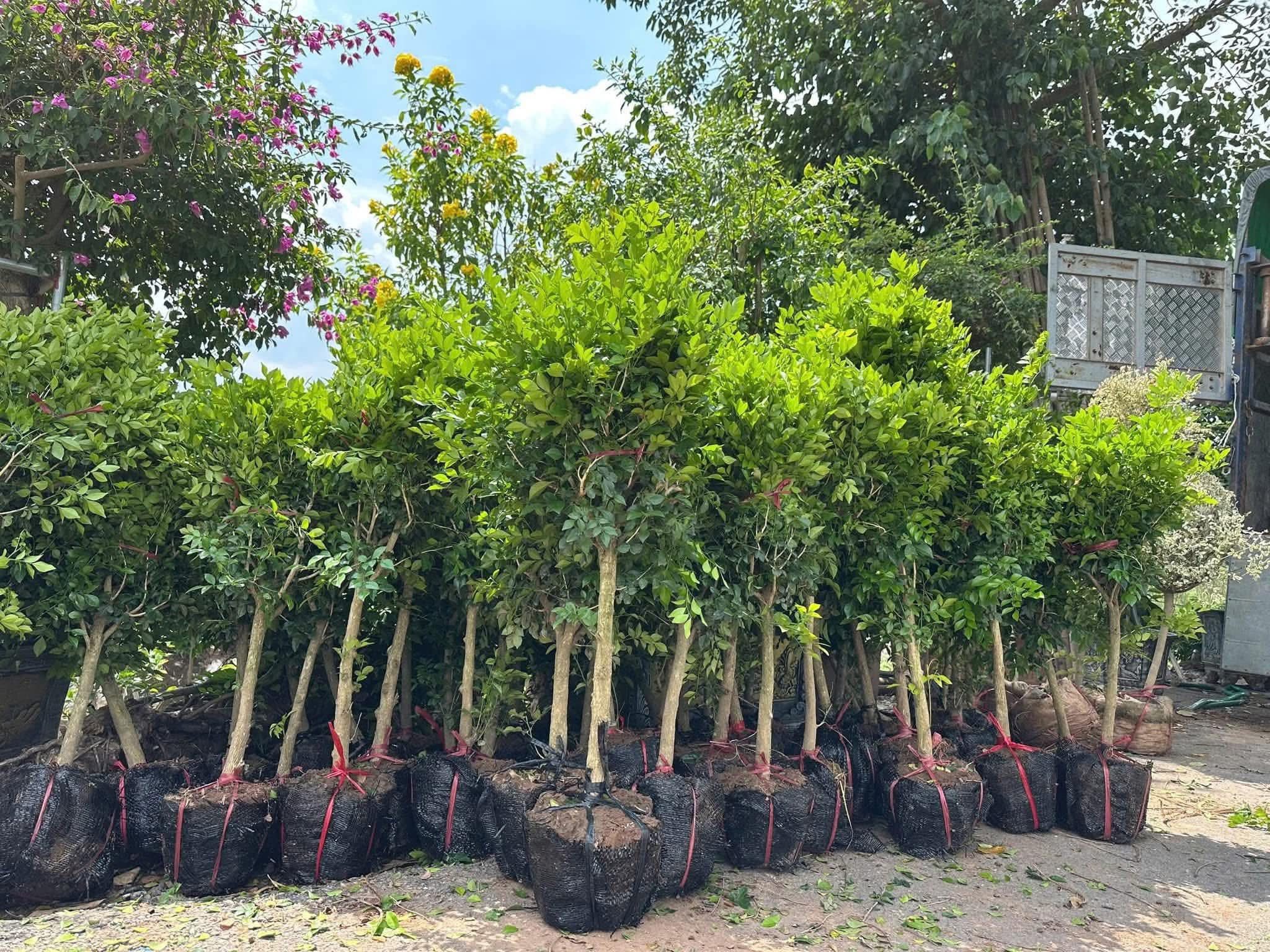 Kỹ thuật “thuần dưỡng” cây trước thi công - Cam kết tỷ lệ sống cao