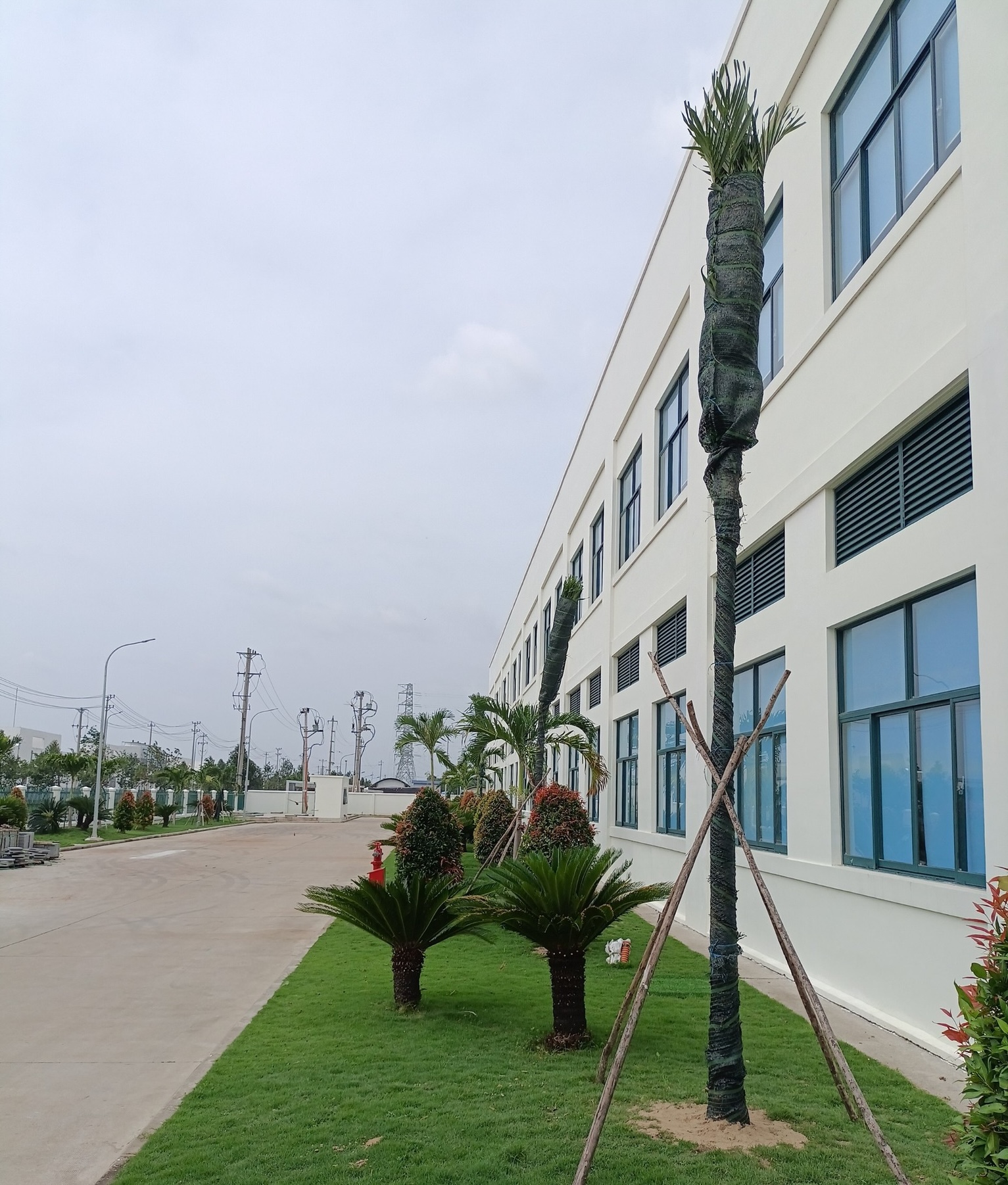 Trồng cây xanh giúp cải thiện chất lượng không khí, mang lại cảm giác dễ chịu thư giãn