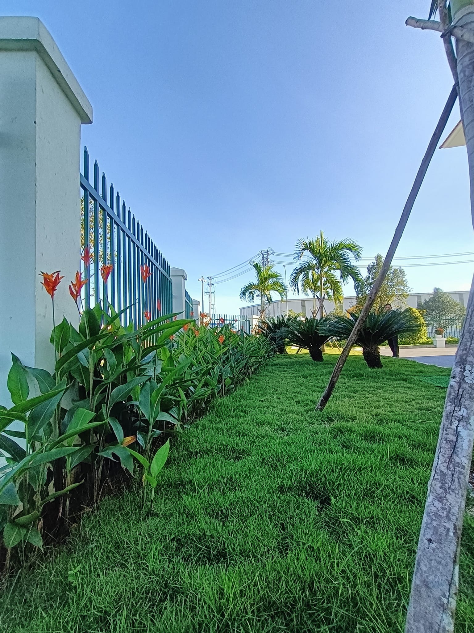 Cây xanh cảnh quan giúp khuôn viên công ty trở nên đẹp mắt và chuyên nghiệp